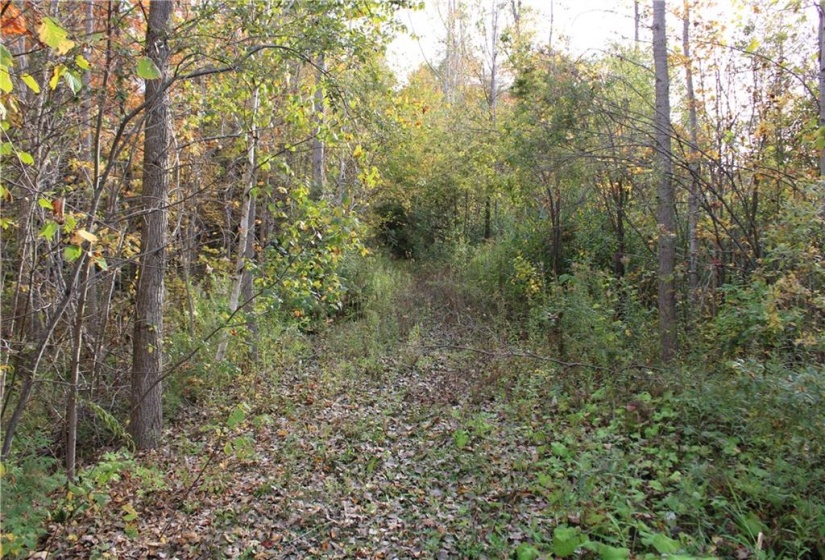 Looking west down your private laneway leading to back of lot