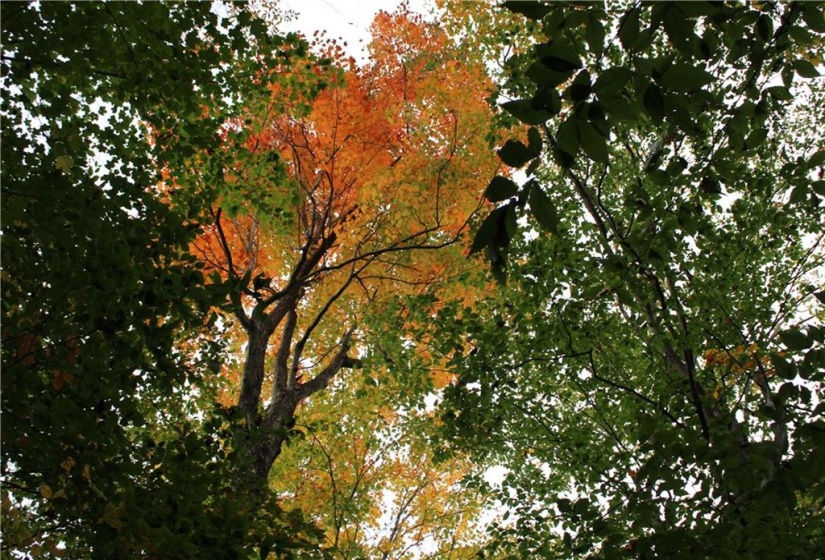 Fall colours abound!