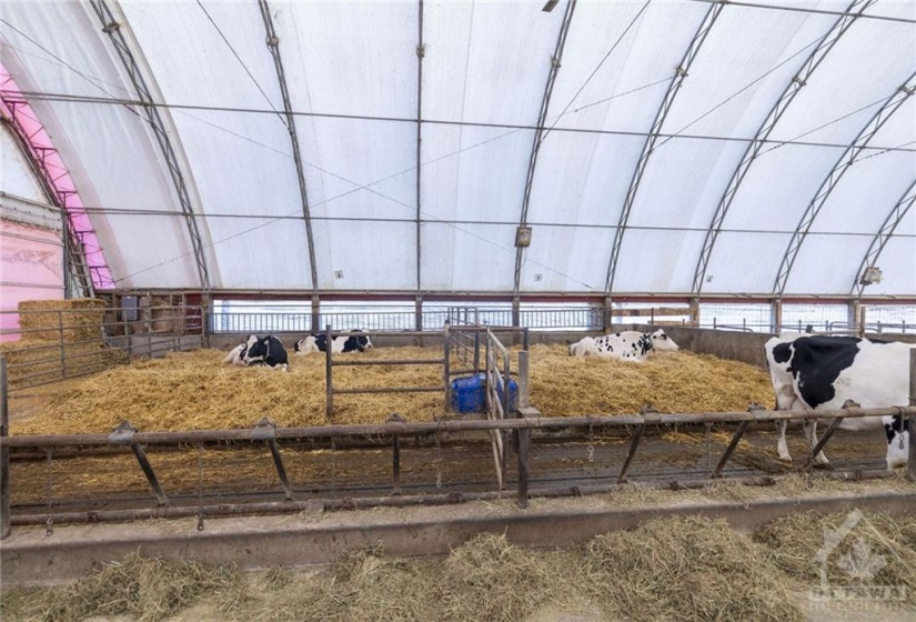 The heifer barn has 2 straw-packs for calving