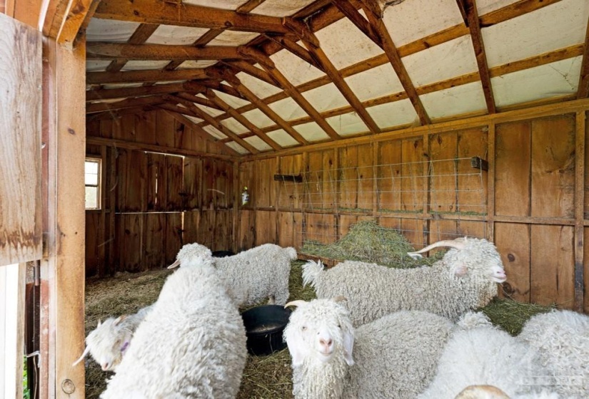 Inside of sheep barn